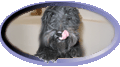 PHP easteregg Scottish Terrier dog